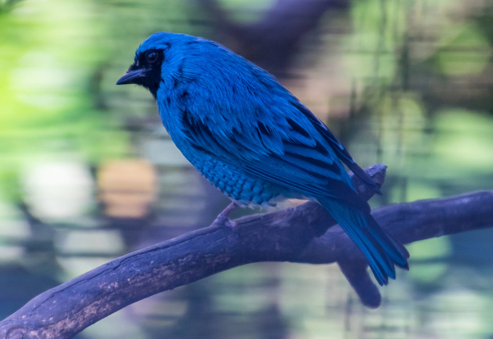 Birds in the aviary by bus loading station