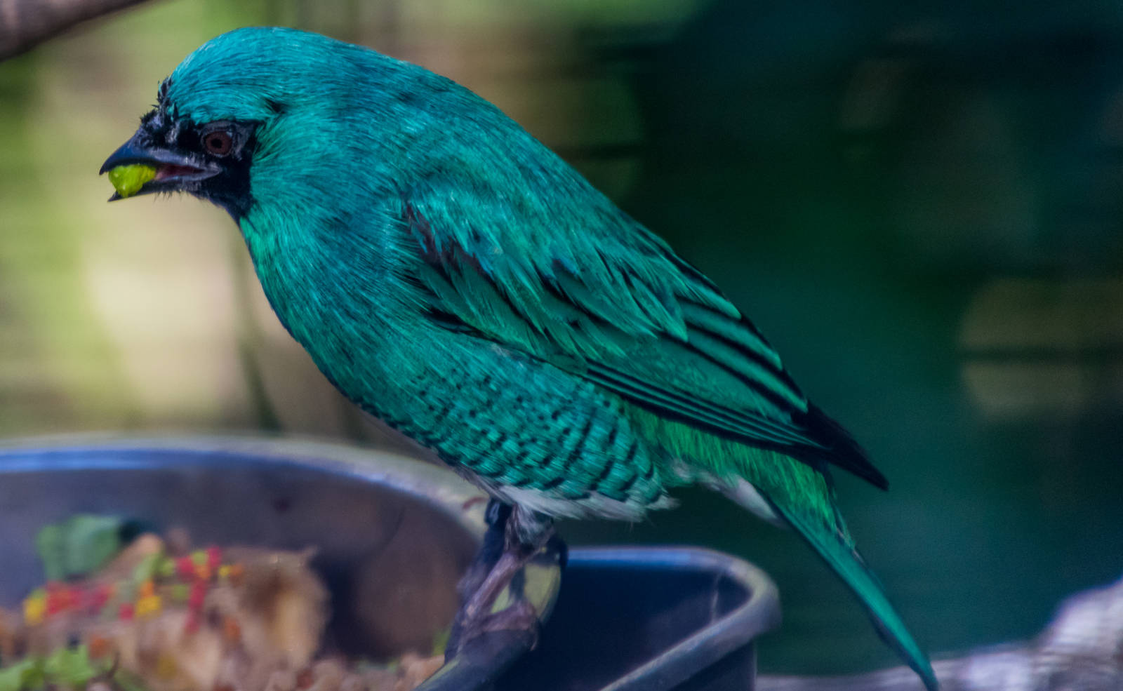 Birds in the aviary by bus loading station