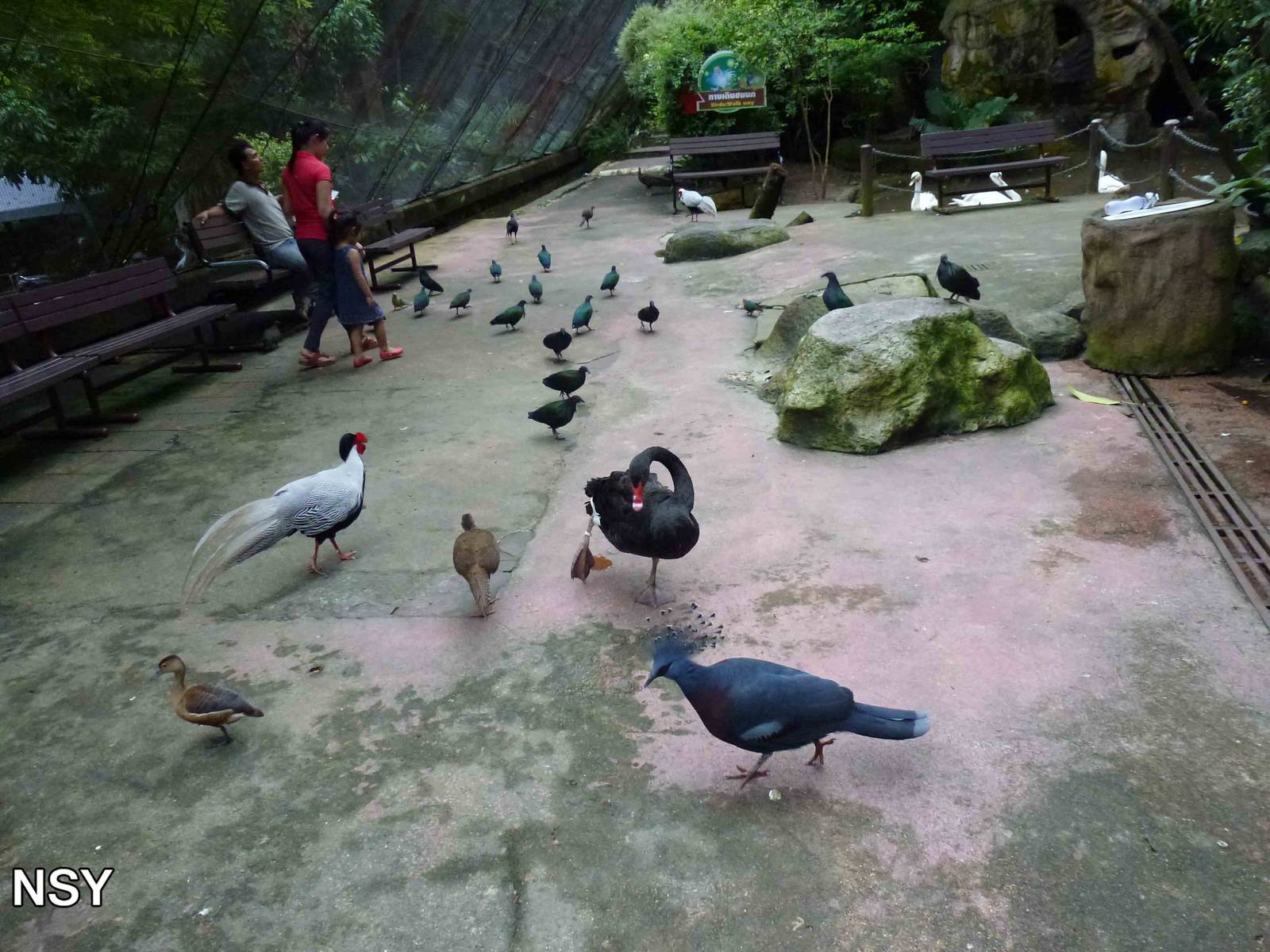 Birds in the aviary, June 2013.