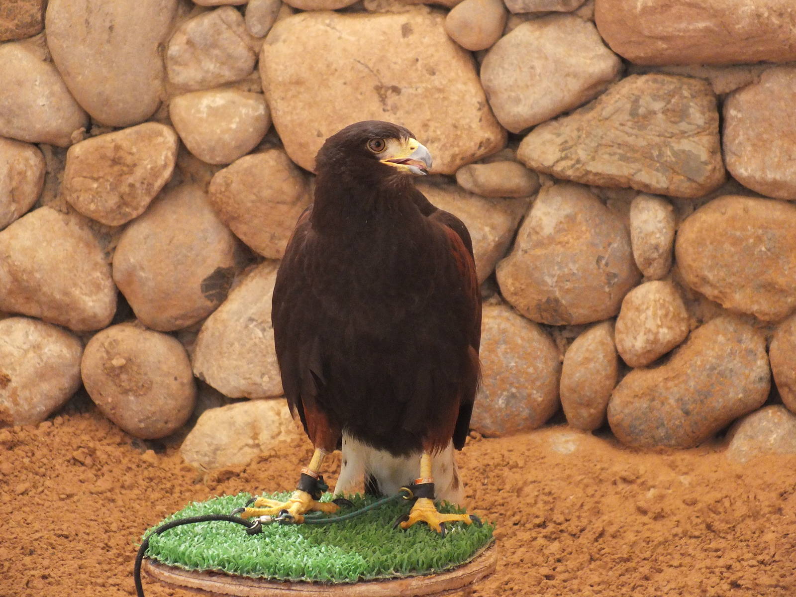 Birds in the falconry section