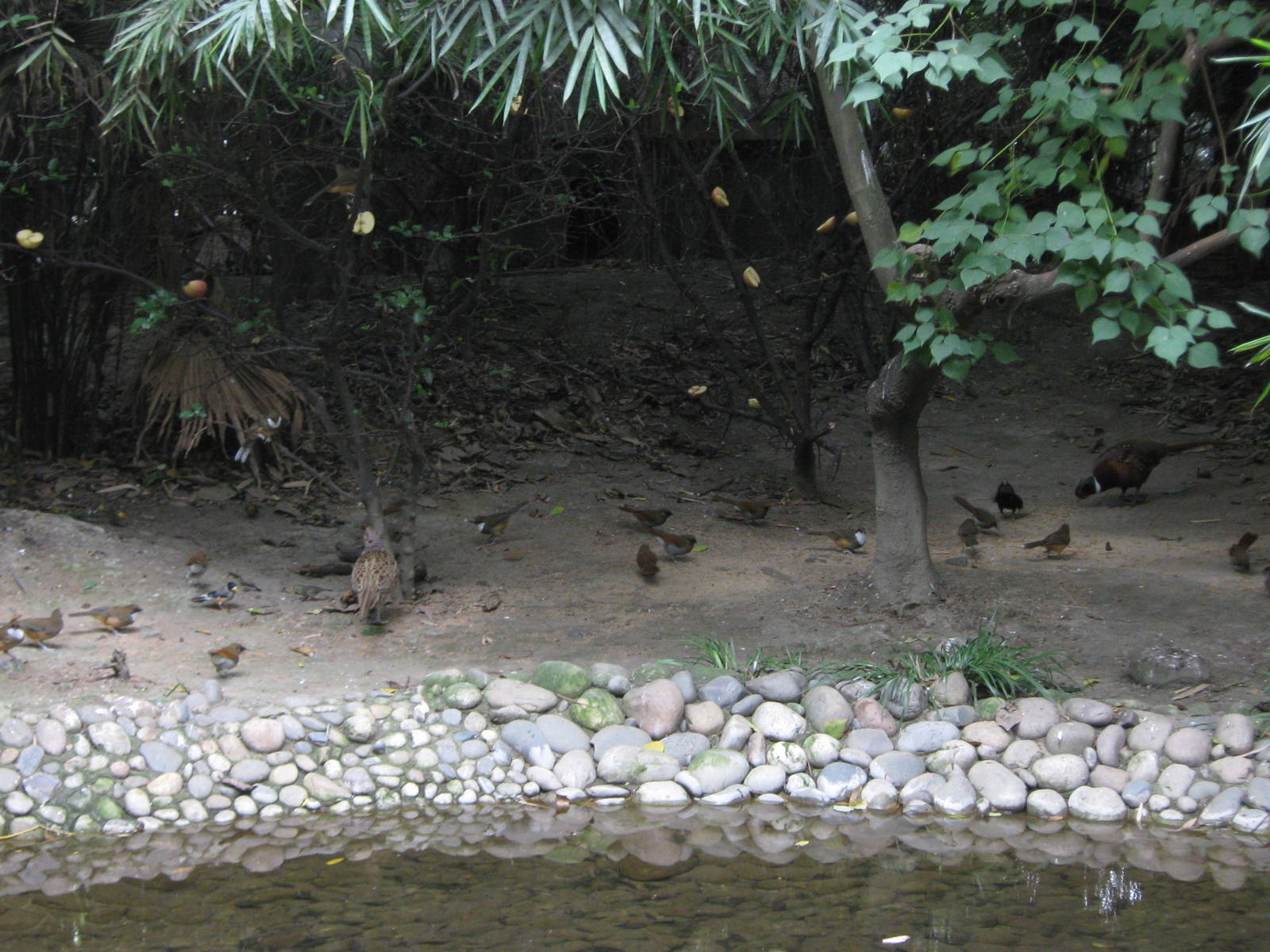 birds in the walk-through aviary