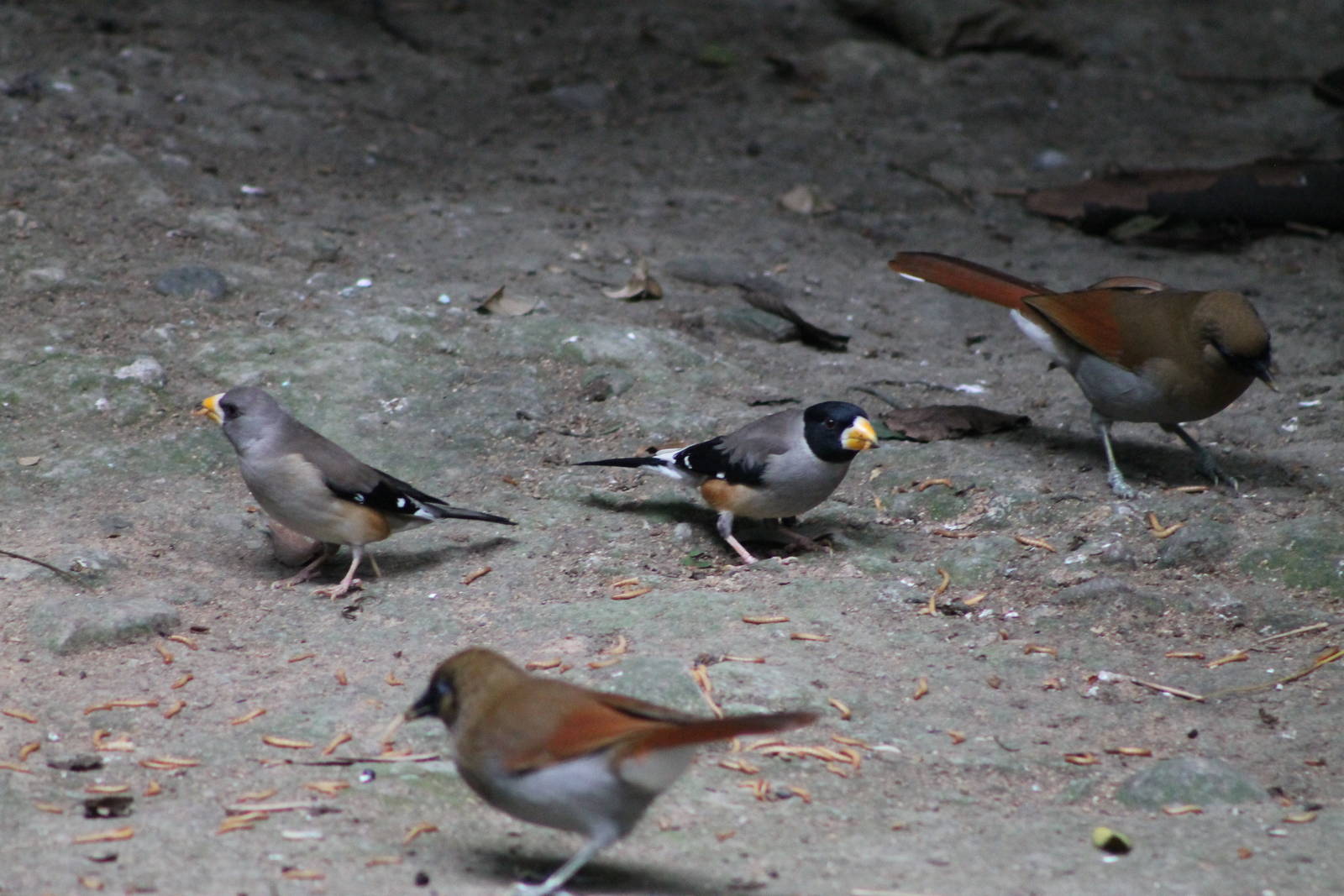 birds in the walk-through aviary