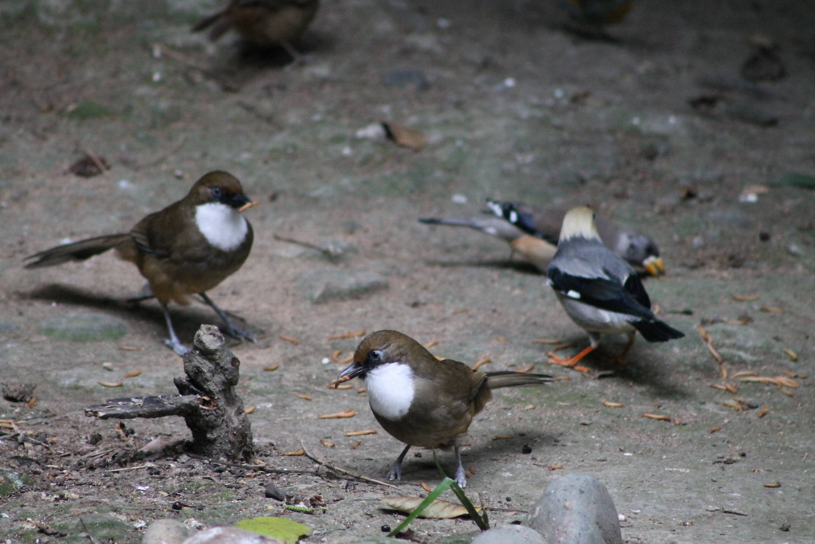 birds in the walk-through aviary