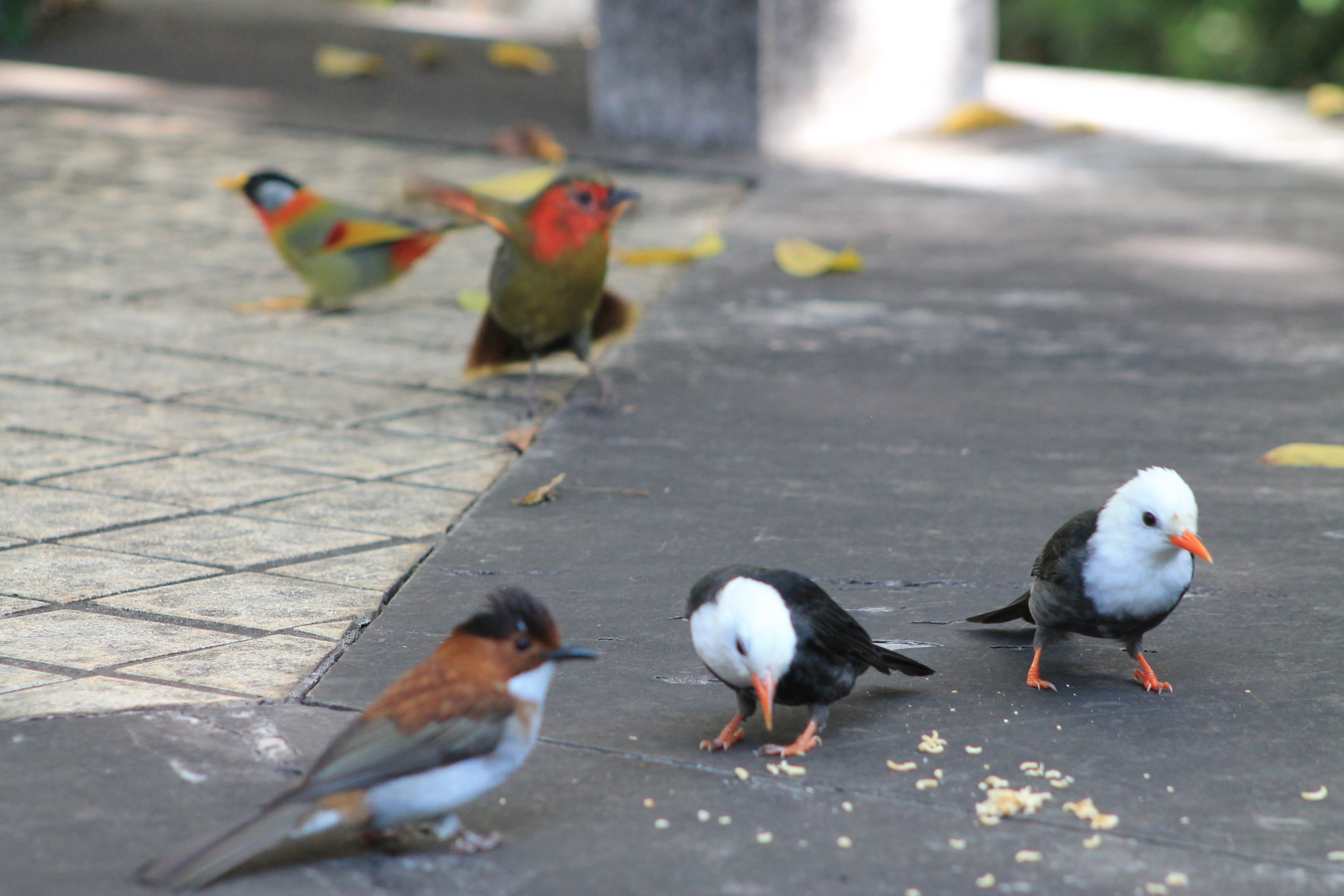 Birds in the walk-through aviary