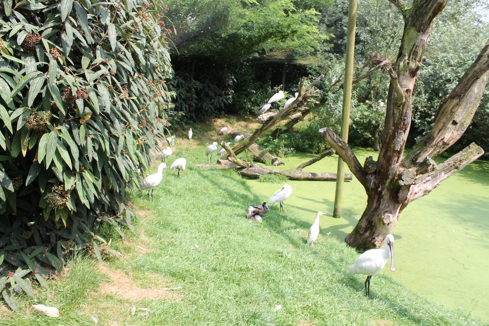 Birds in the walk-through