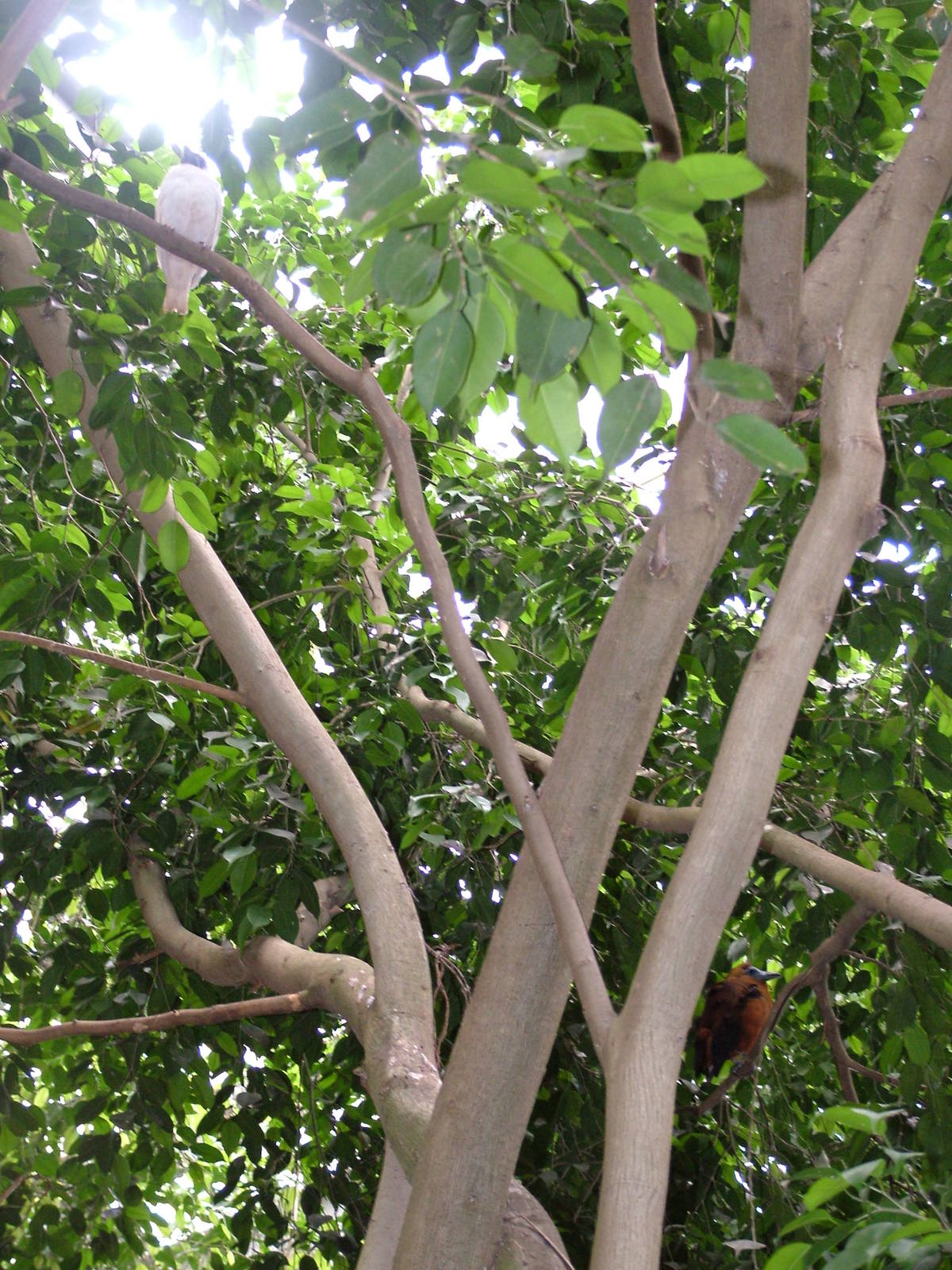 Birds in tropical walkthrough at NOP, Veldhoven 16/05/09
