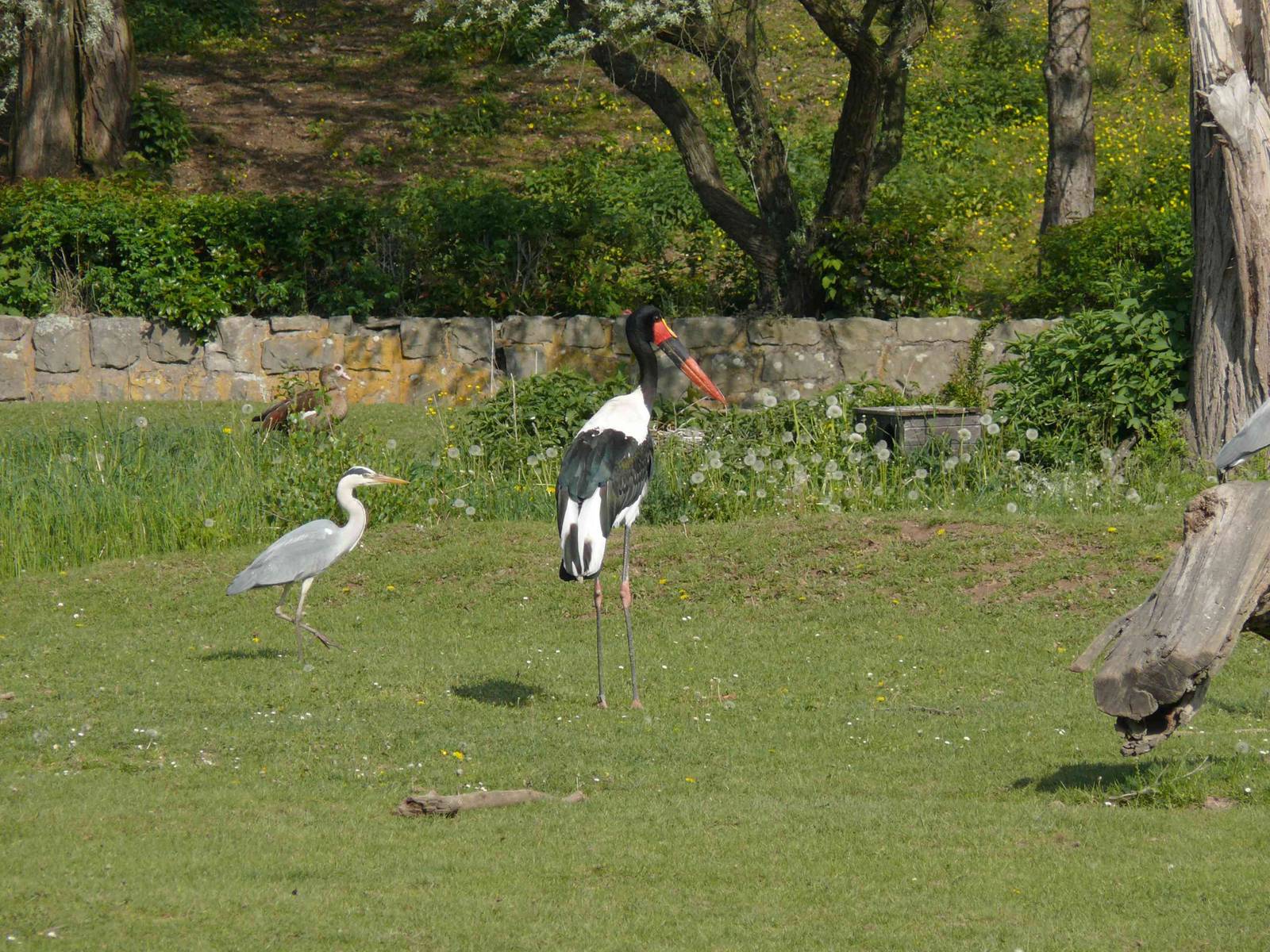 birds in ungulate enclosures