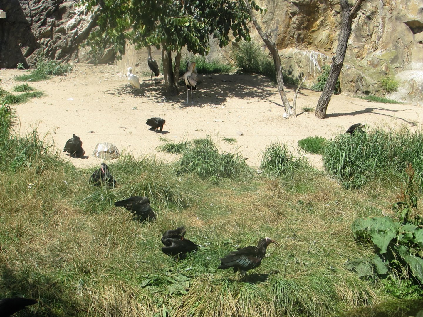 Birds in walktrough aviary - July/2017