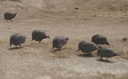 Birds in with the Rhino's