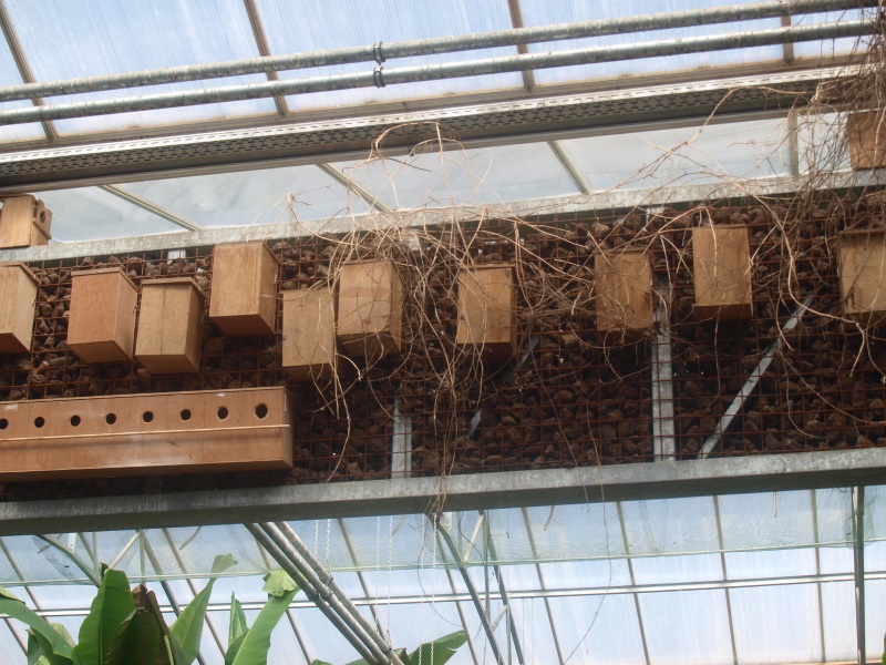 Birds nest (April 19th, 2015)