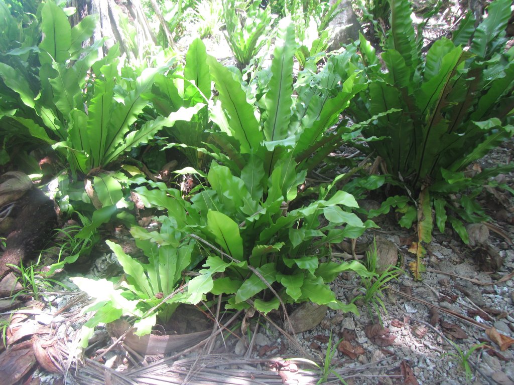 Birds Nest Tree Ferns