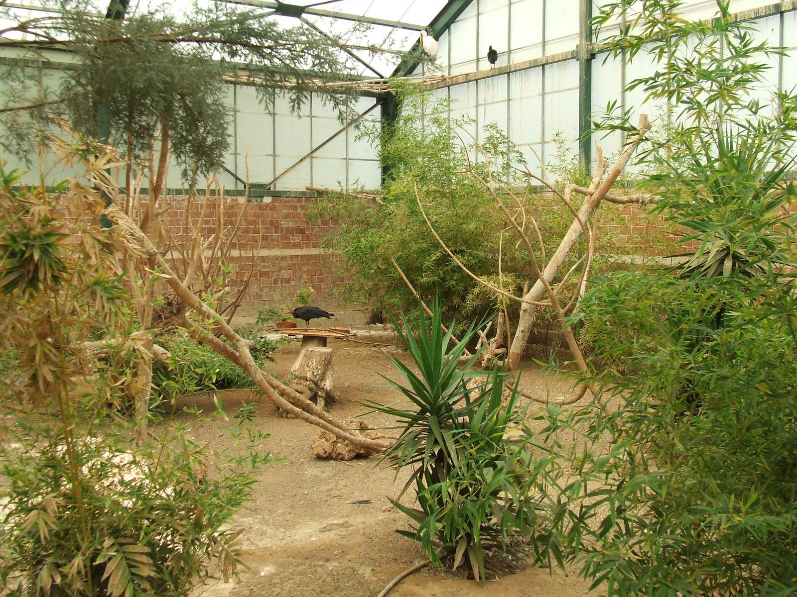 Birds of Africa Aviary