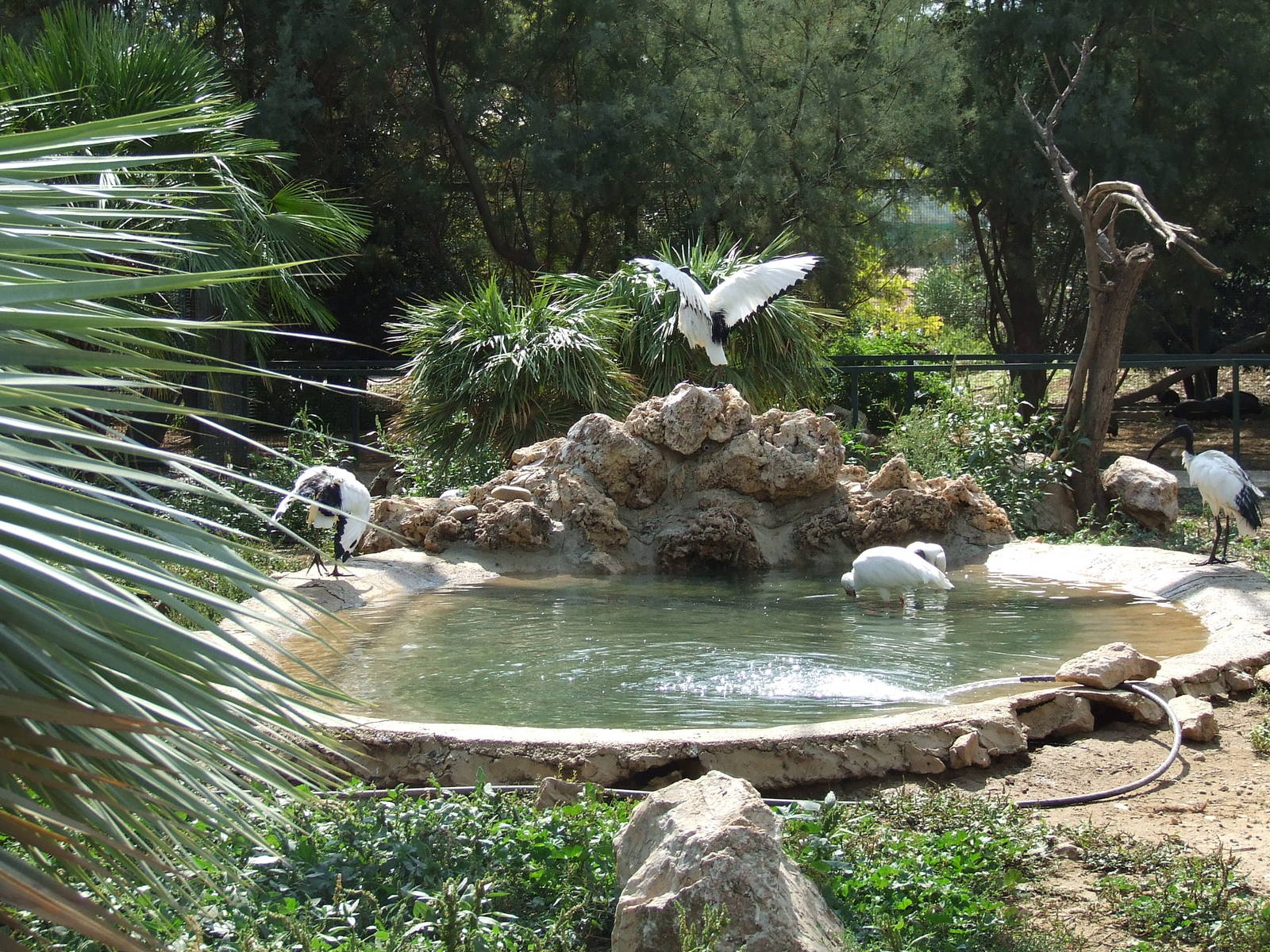 Birds of Africa Aviary