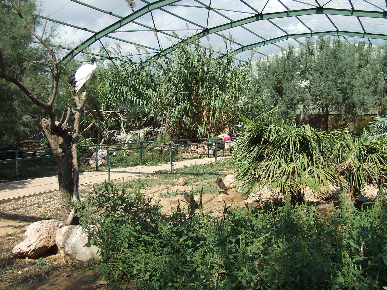 Birds of Africa Aviary