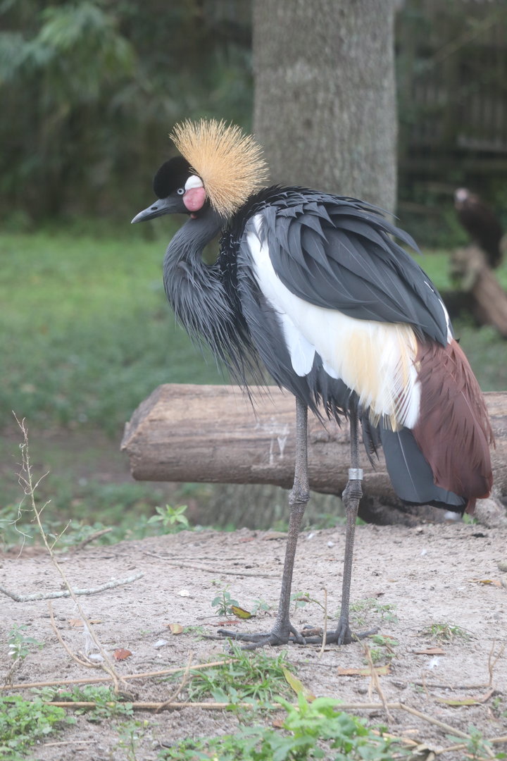 Birds of Africa - Black-Crowned Crane