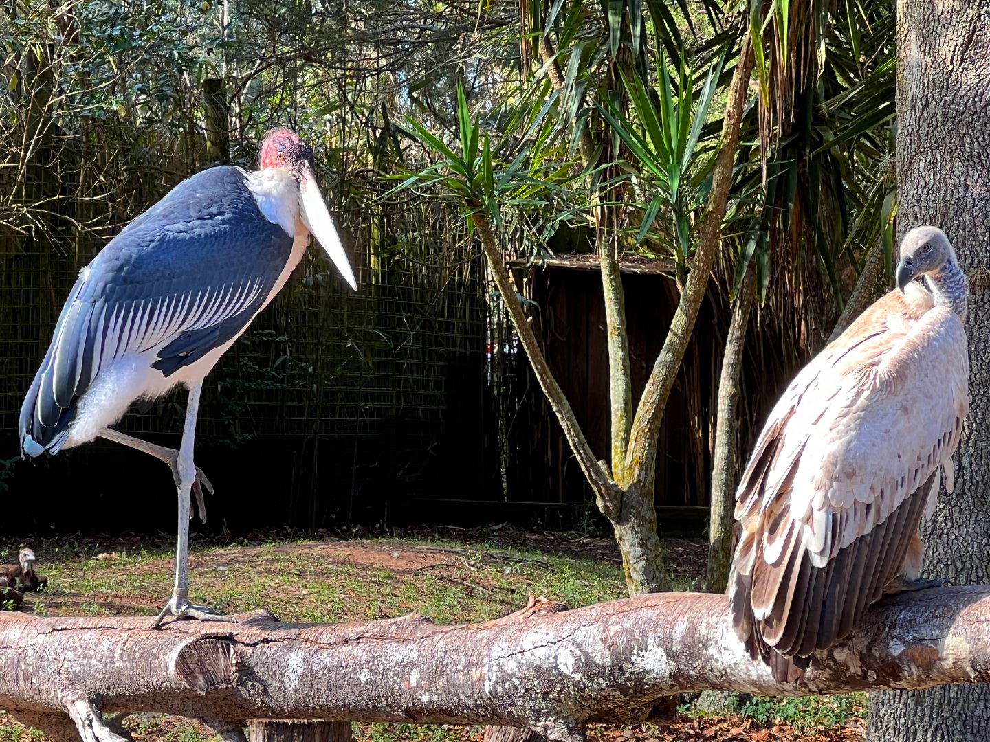 Birds of Africa - Cape Griffon Vulture & Marabou Stork