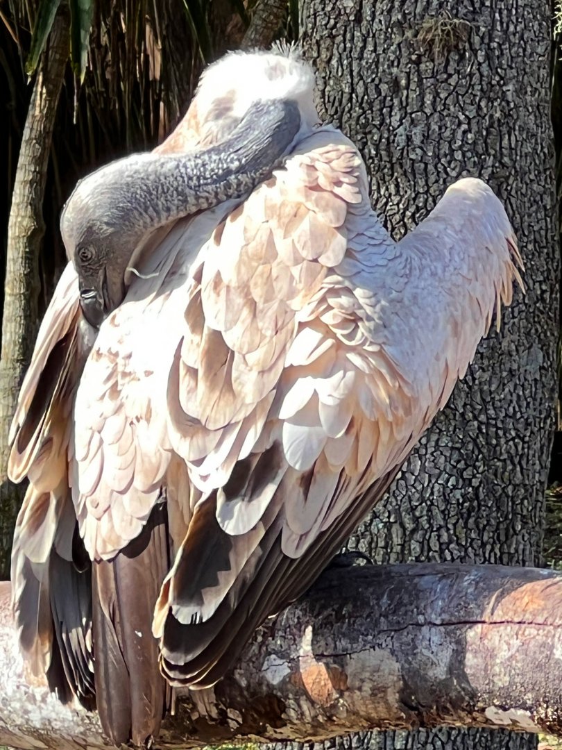 Birds of Africa - Cape Griffon Vulture