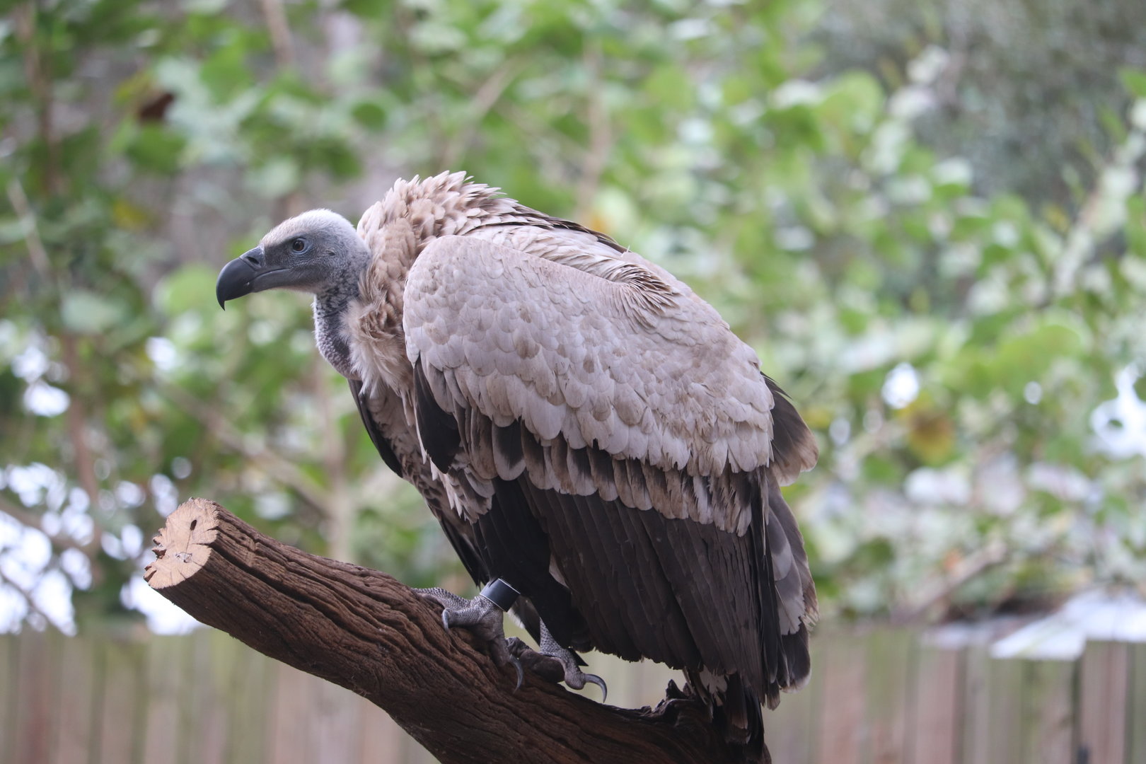 Birds of Africa - Cape Griffon Vulture