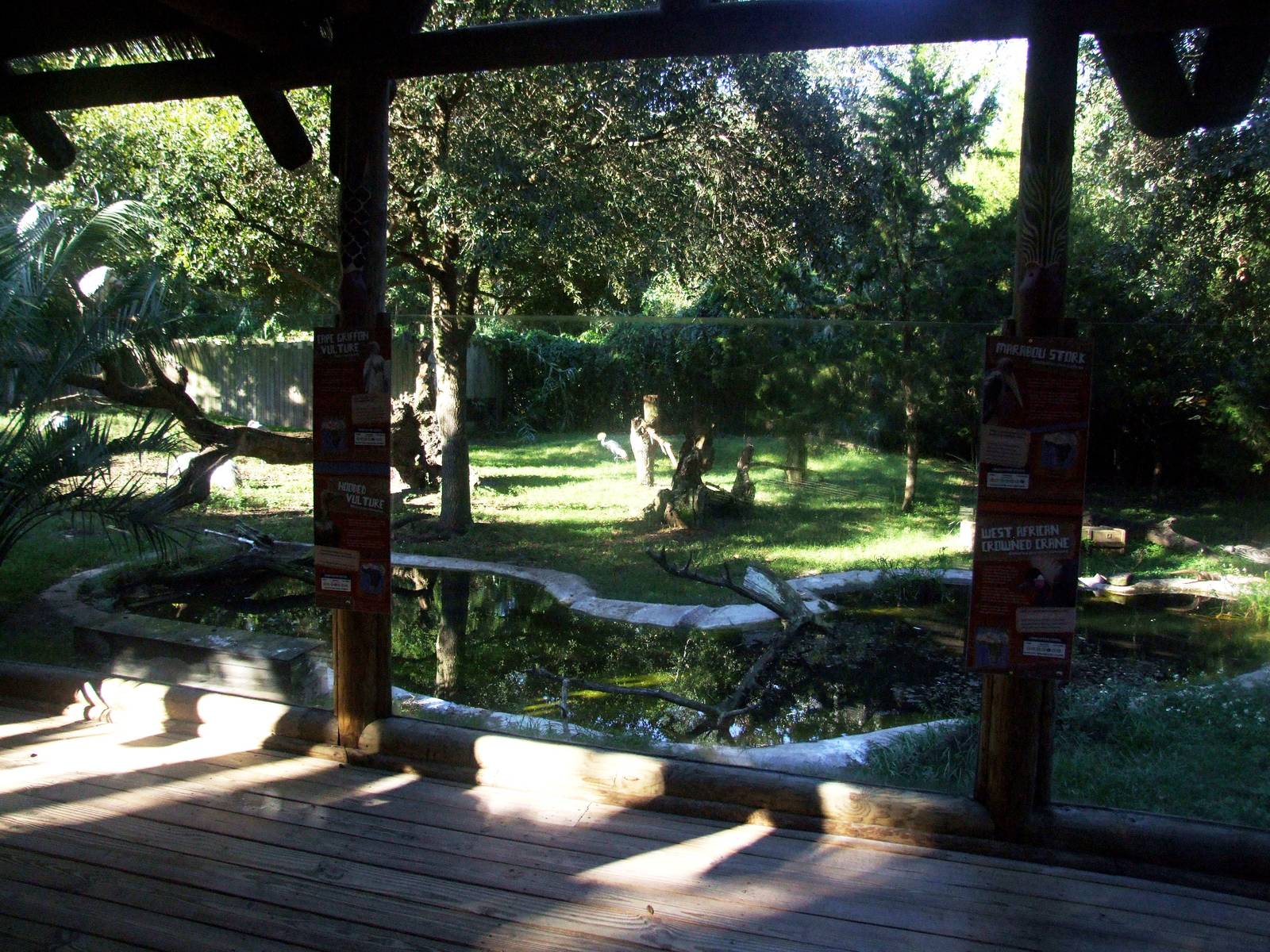 Birds of Africa Exhibit at St. Augustine, 11/10/13
