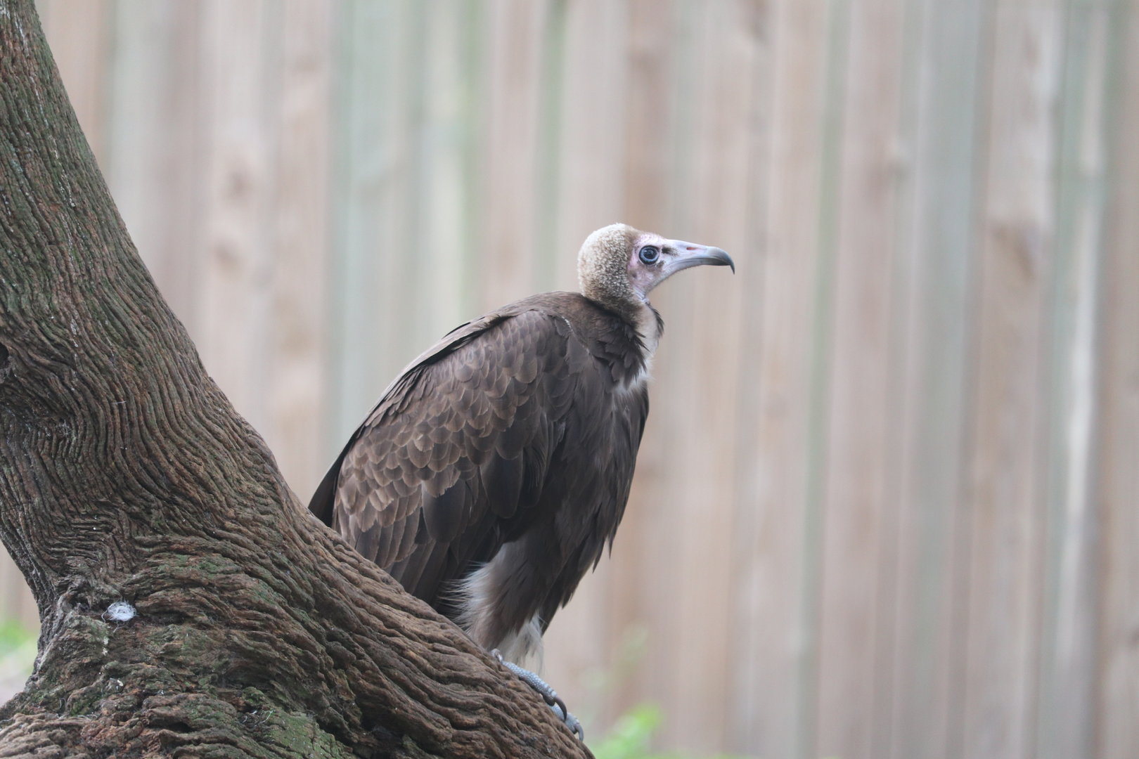 Birds of Africa - Hooded Vulture