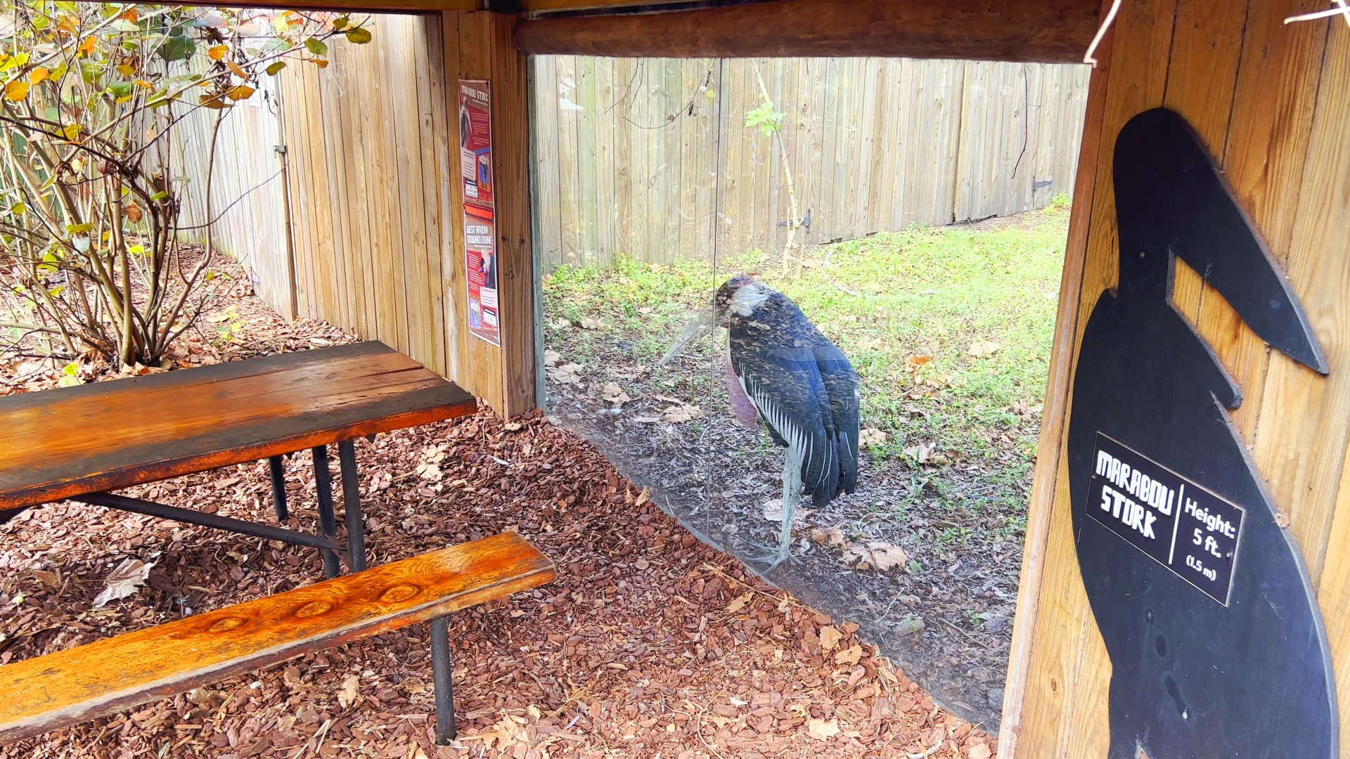 Birds of Africa - Old Man at Viewing Window