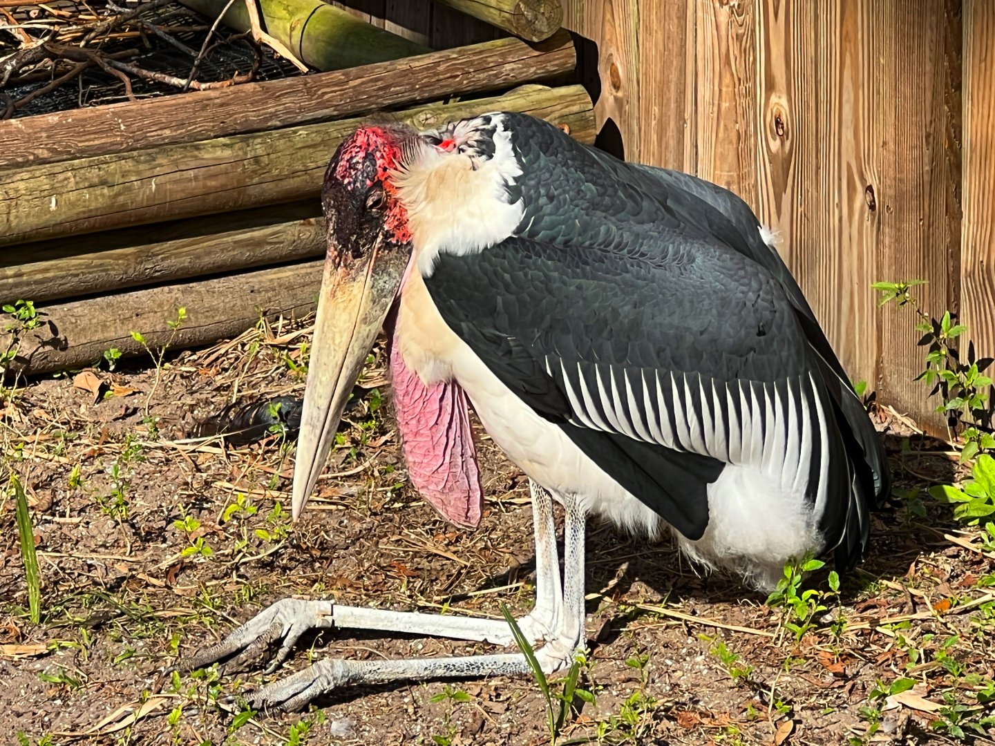 Birds of Africa - Old Man Sleeping