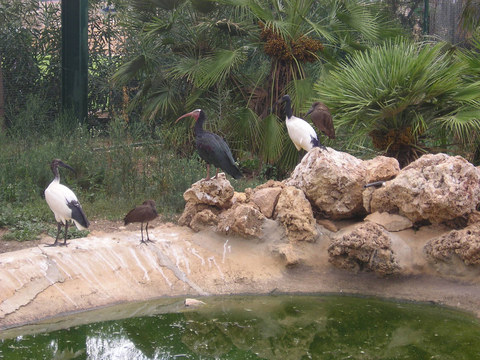 Birds of Africa walkthrough enclosure