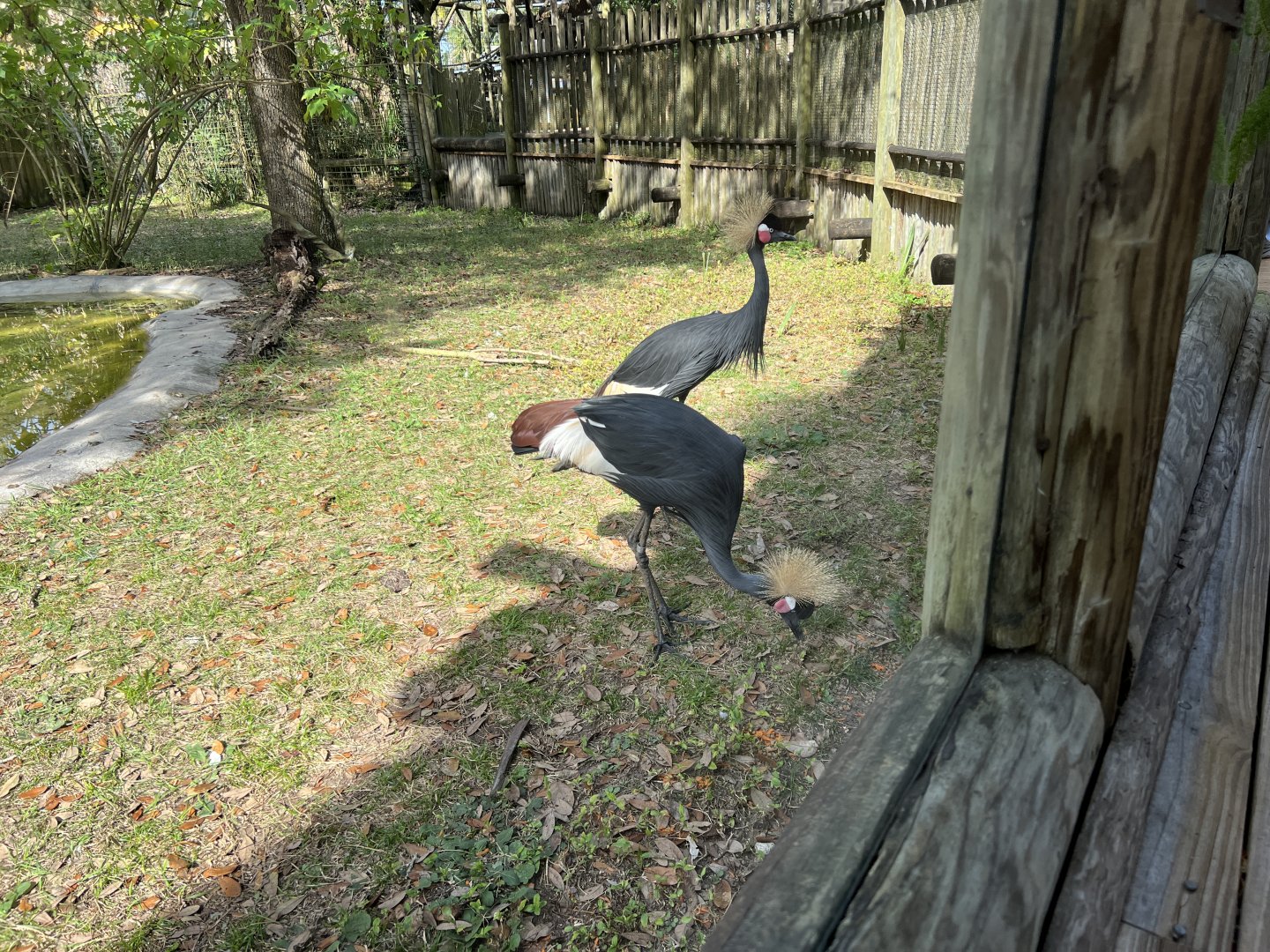 Birds of Africa - West African Crowned Cranes