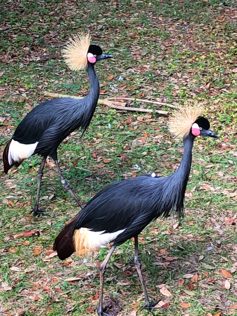 Birds of Africa - West African Crowned Cranes