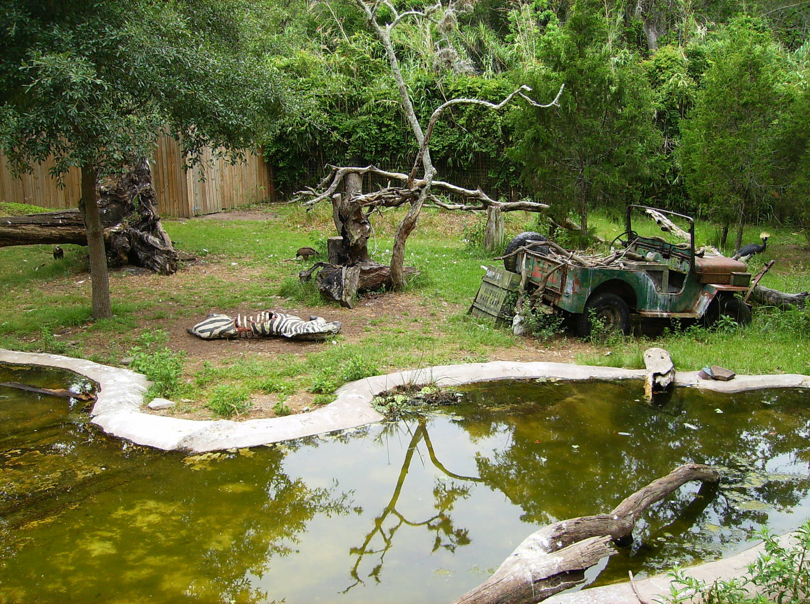 Birds of Africa yard