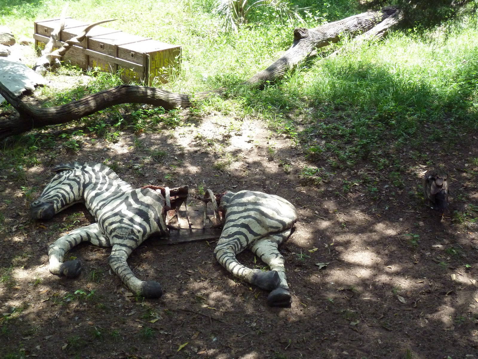 Birds of Africa - Zebra Carcass