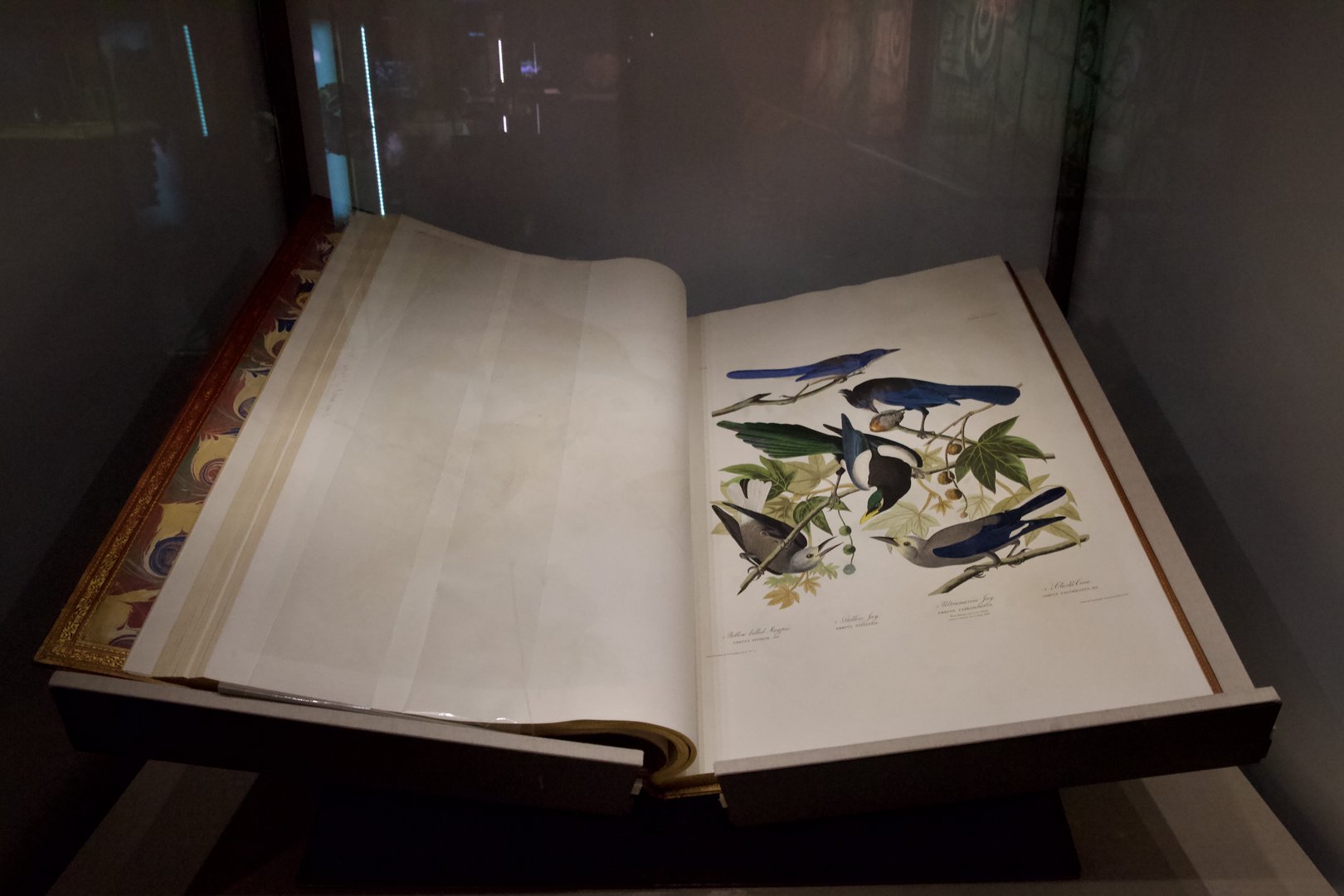 Birds of America by John J. Audubon