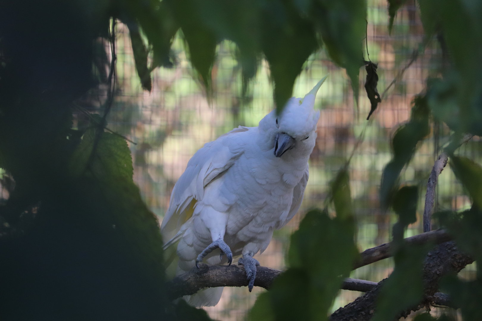 Birds of Australia - Eleonora Cockatoo
