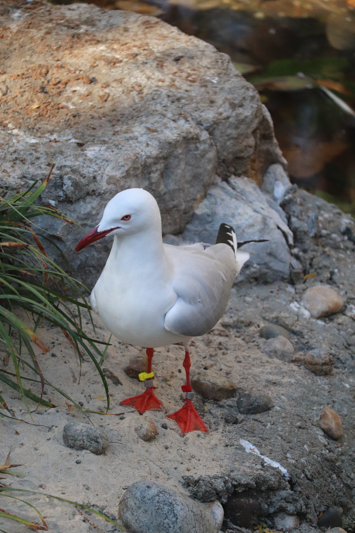 Birds of Australia - Silver Gull