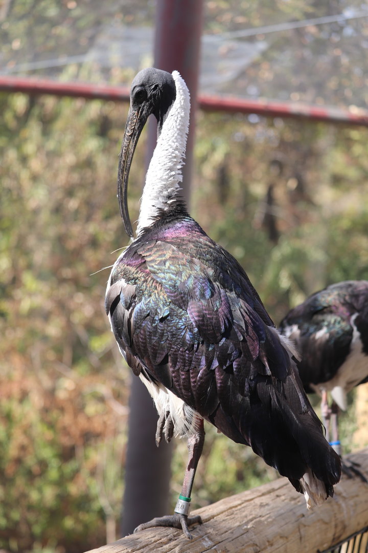 Birds of Australia - Straw-Necked Ibis