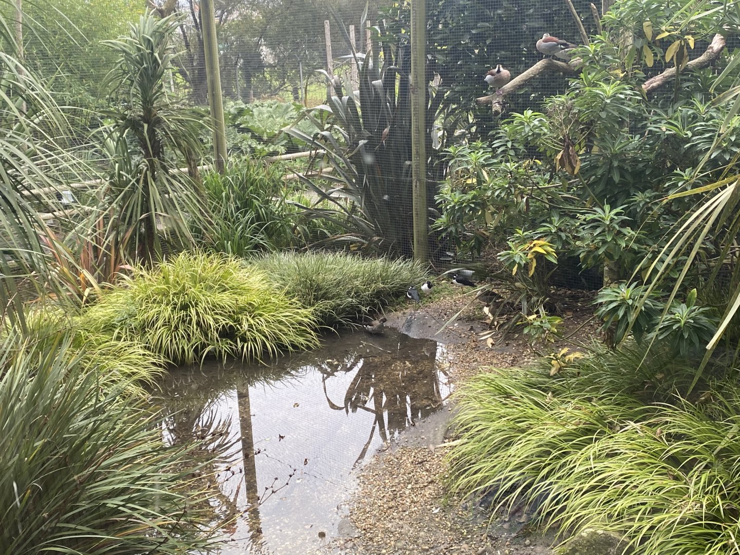 Birds of Brazil aviary 070920