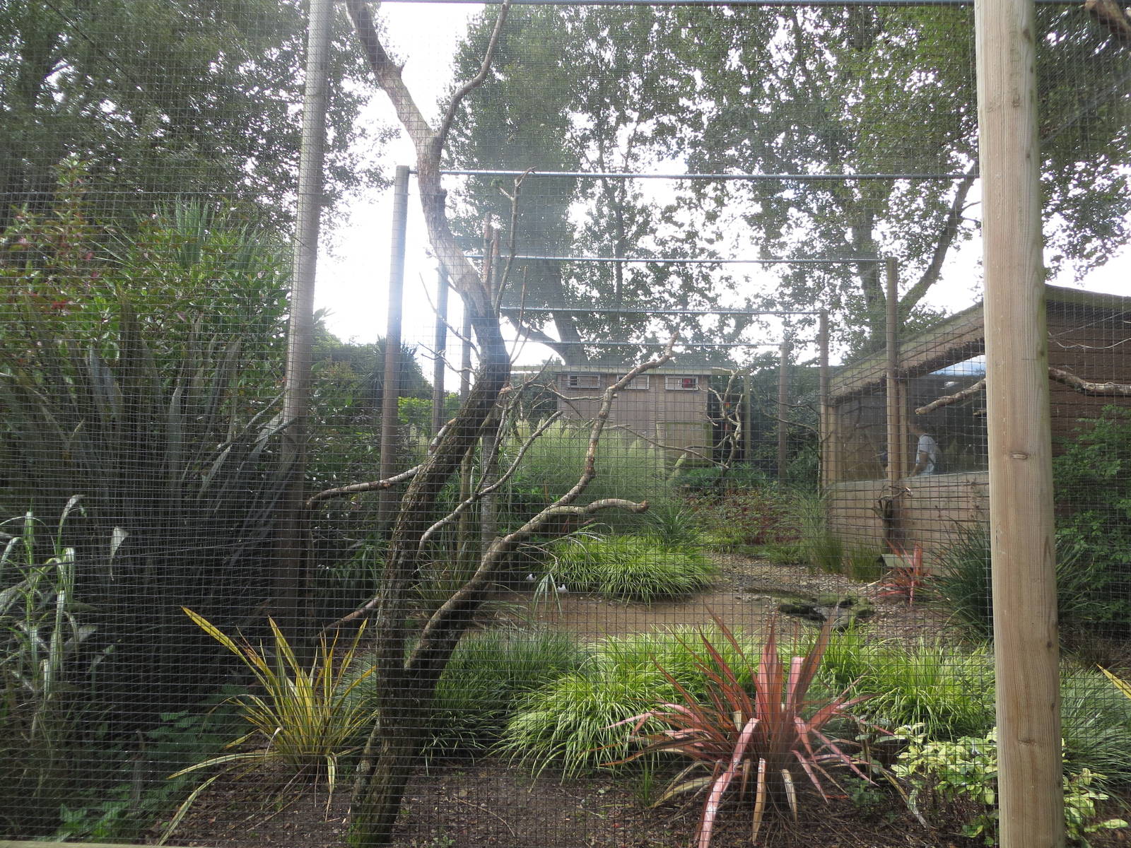 Birds of Brazil aviary 170916