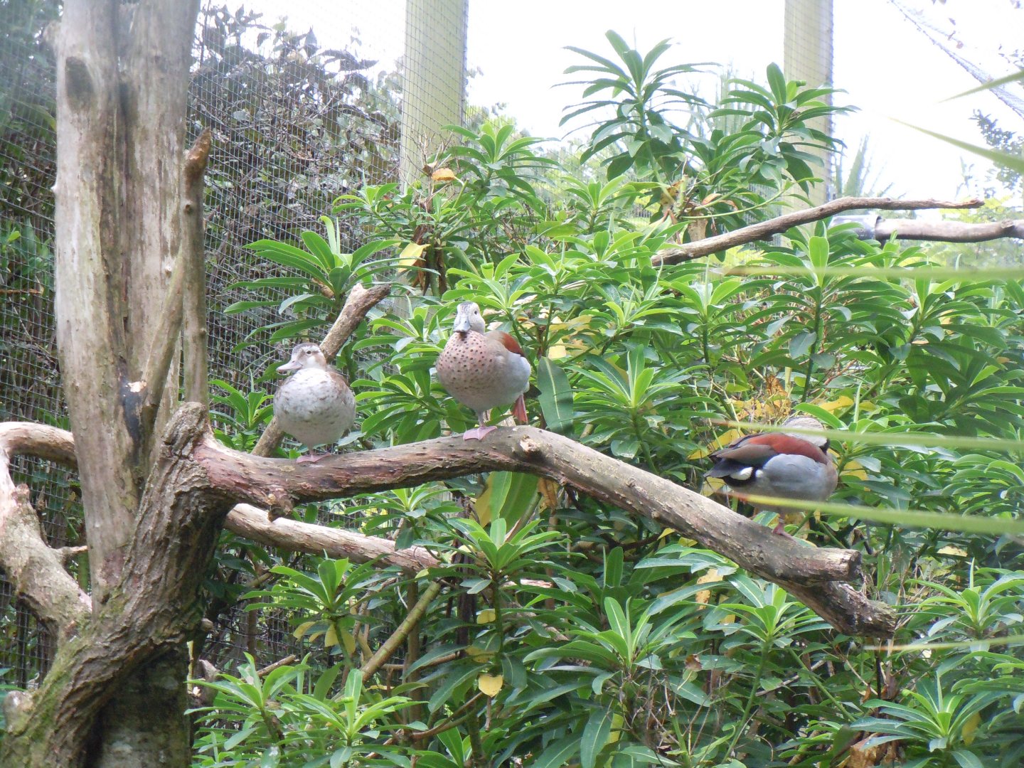 Birds of Brazil - Ringed teal 070920