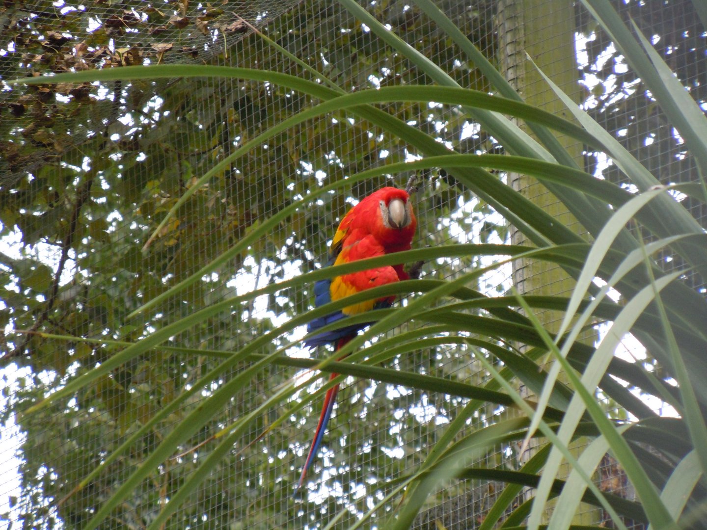 Birds of Brazil - Scarlet macaw 070920
