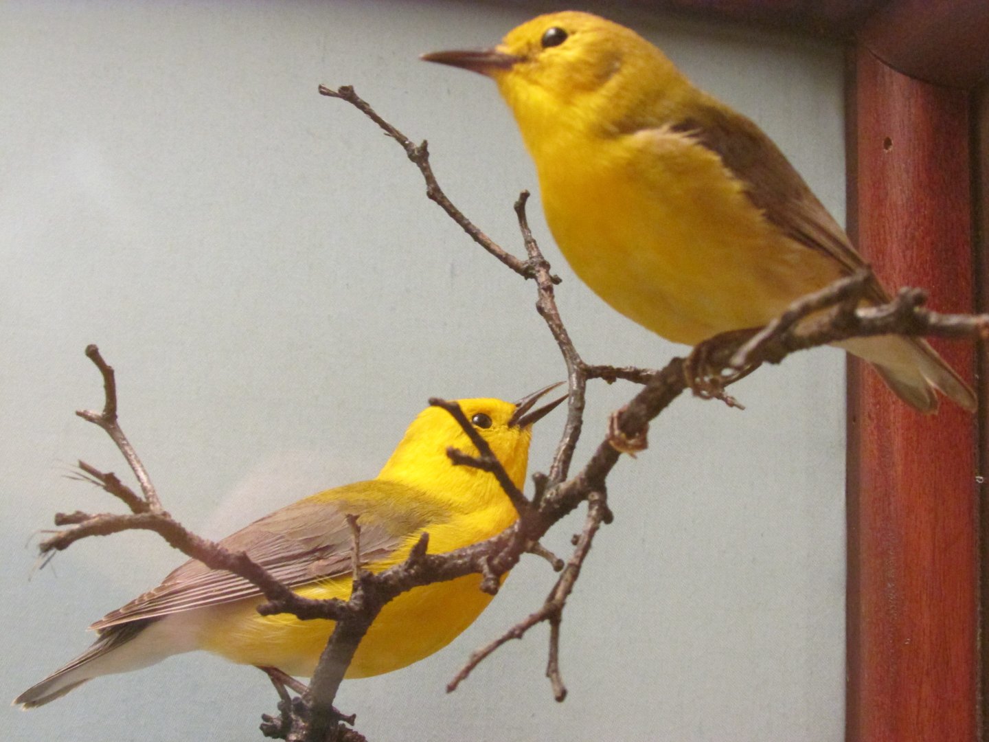Birds of DC Case 1 Prothonotary Warblers