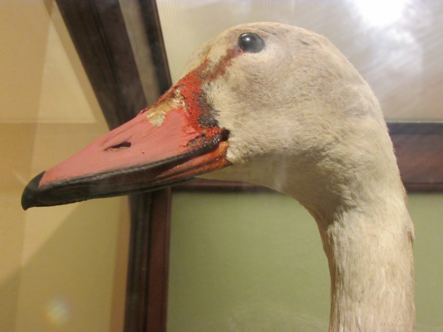 Birds of DC Case 11 Tundra Swan 1 Closeup