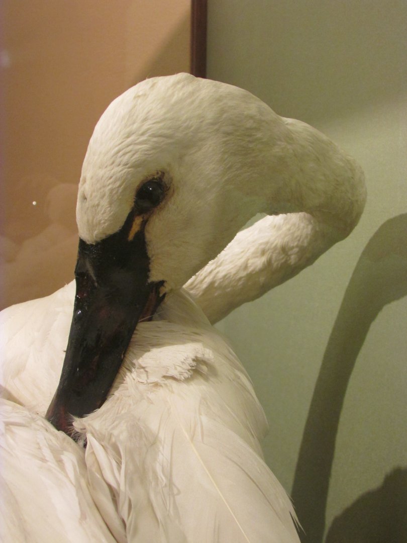 Birds of DC Case 11 Tundra Swan 2 Closeup