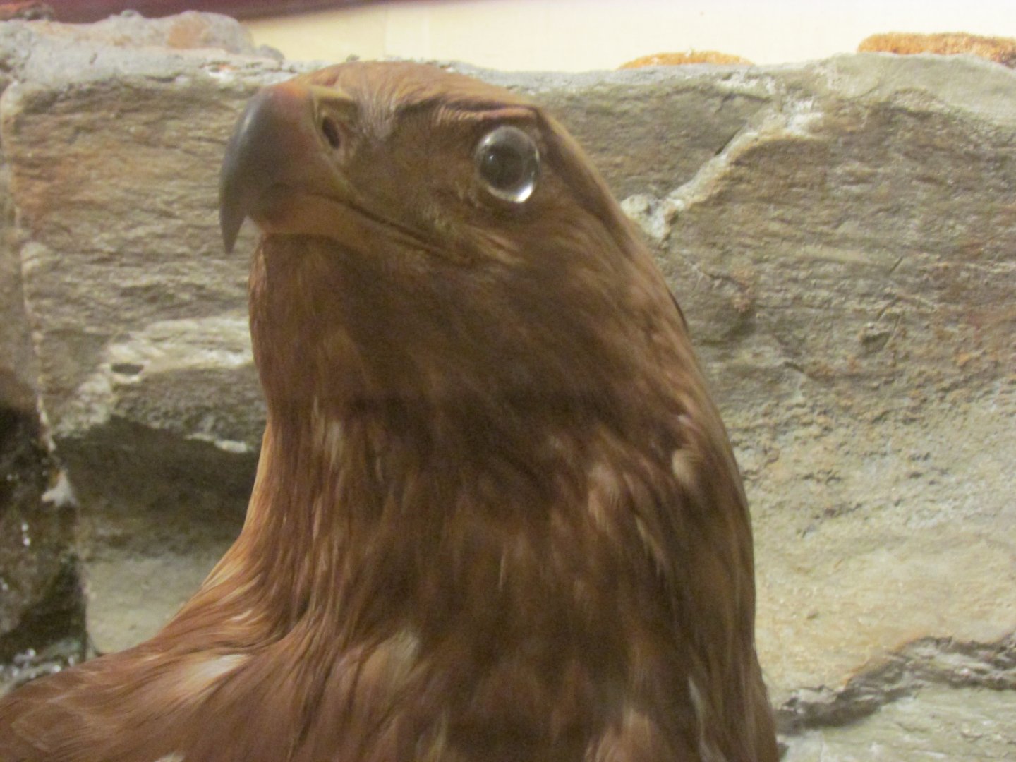 Birds of DC Case 12 Golden Eagle 1