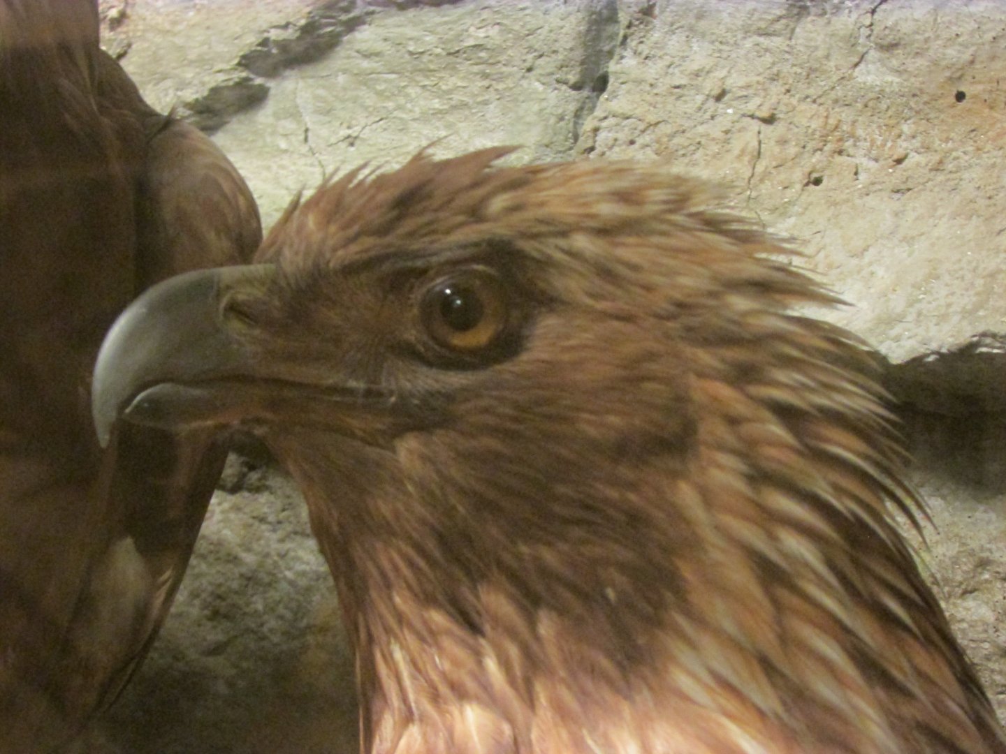 Birds of DC Case 12 Golden Eagle 2