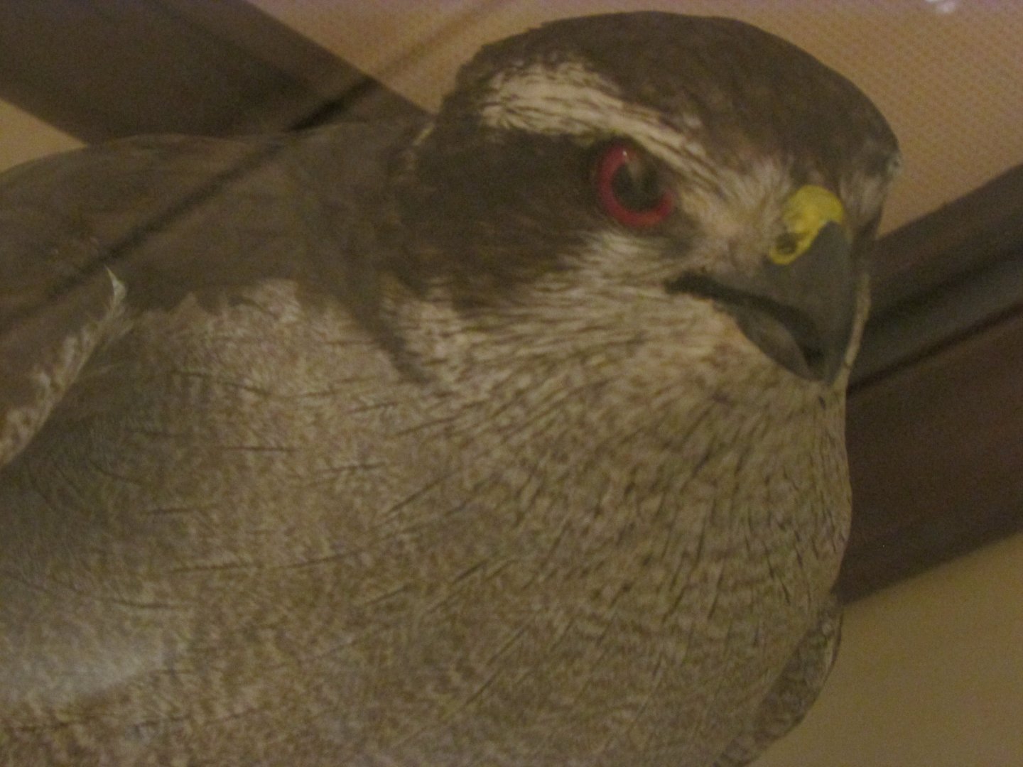 Birds of DC Case 13 Northern Goshawk