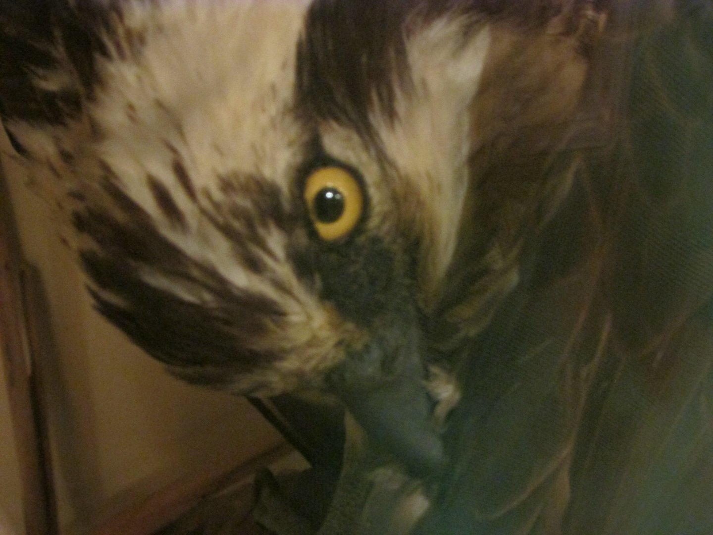 Birds of DC Case 13 Osprey