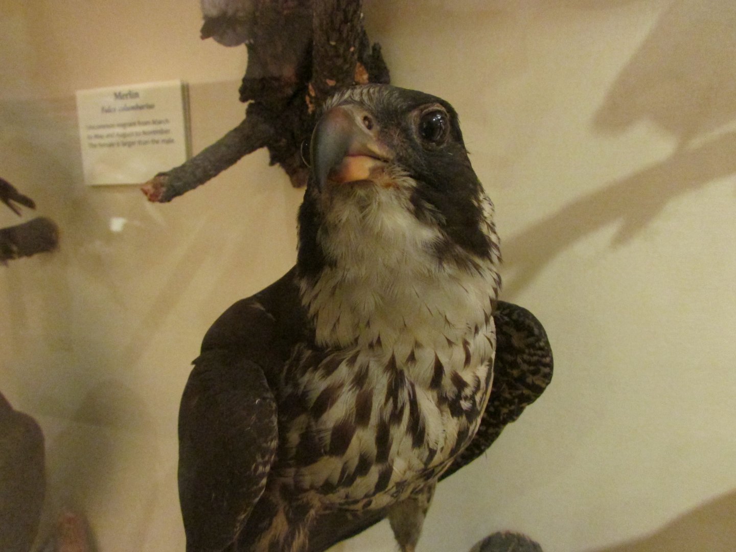 Birds of DC Case 13 Peregrine Falcon