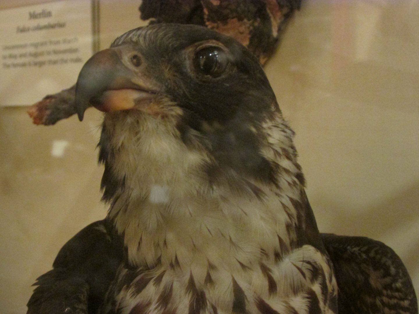 Birds of DC Case 13 Peregrine Falcon