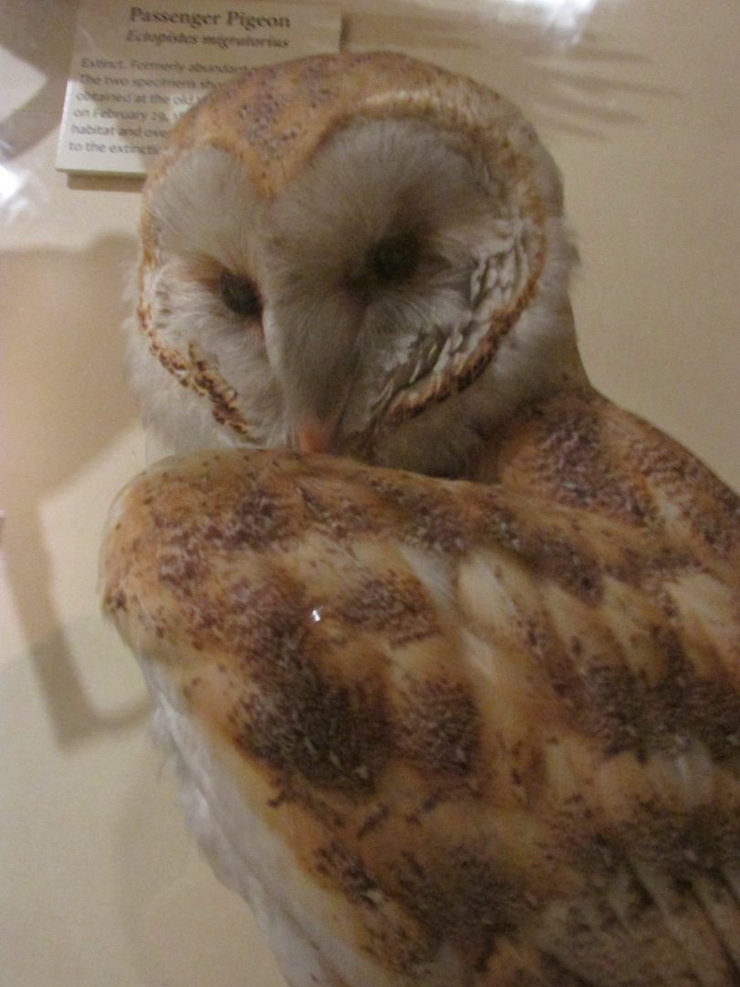 Birds of DC Case 14 Barn Owl