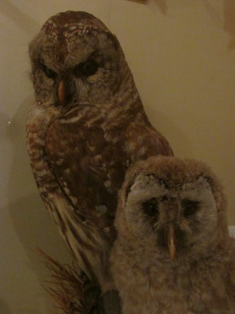 Birds of DC Case 14 Barred Owls